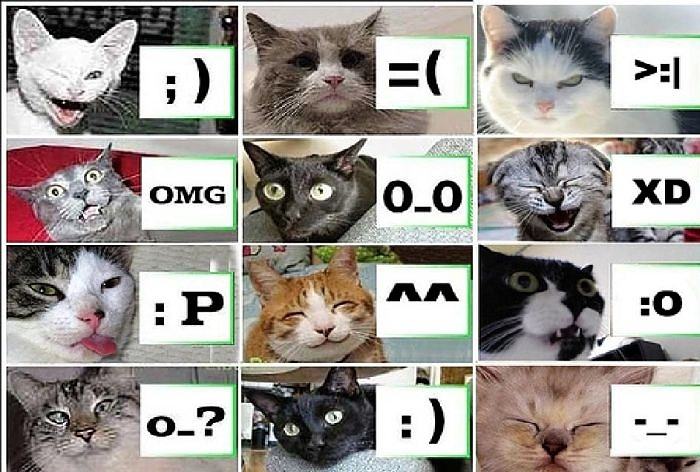 Obrázek Cats language - 09-04-2012
