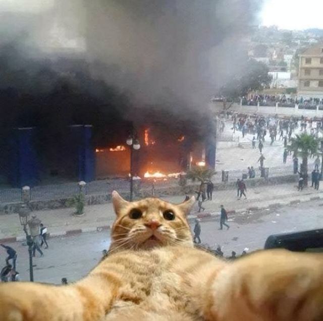 Obrázek Catselfiee 