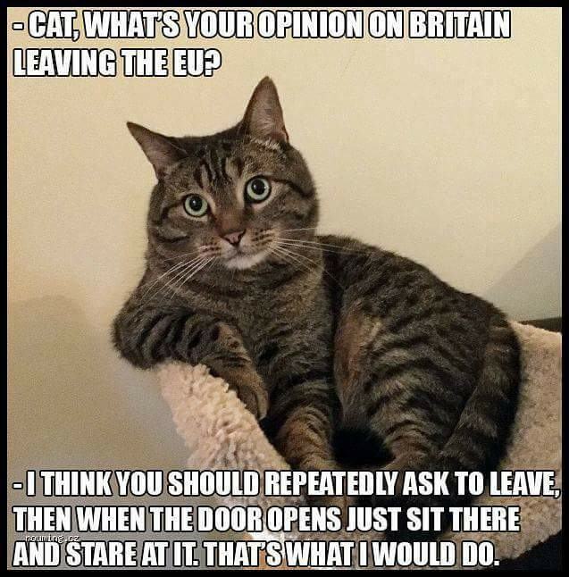 Obrázek Catxit