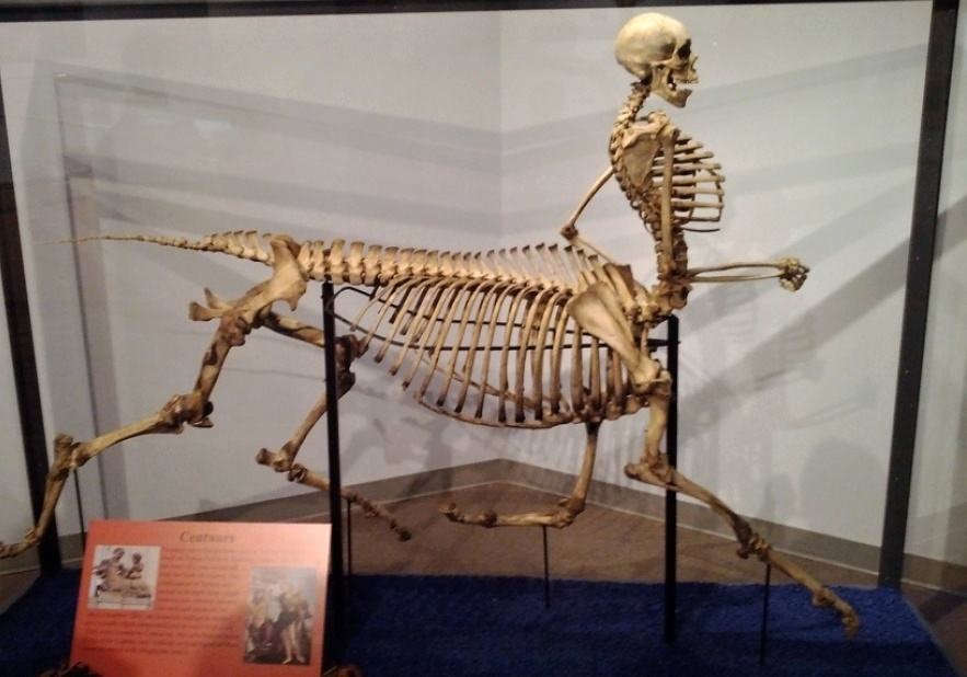 Obrázek Centaur skeleton 14-01-2012