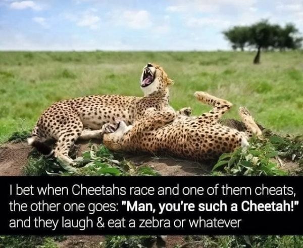 Obrázek Cheetahs Race