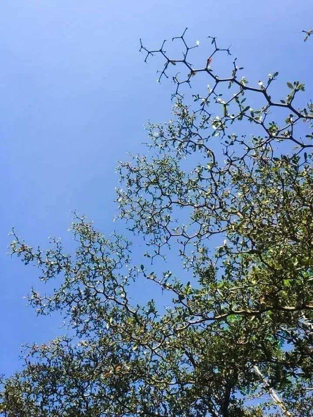 Obrázek Chemistree