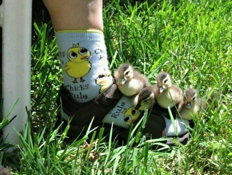 Obrázek Chicks rule
