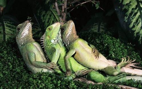 Obrázek Chilling Lizards