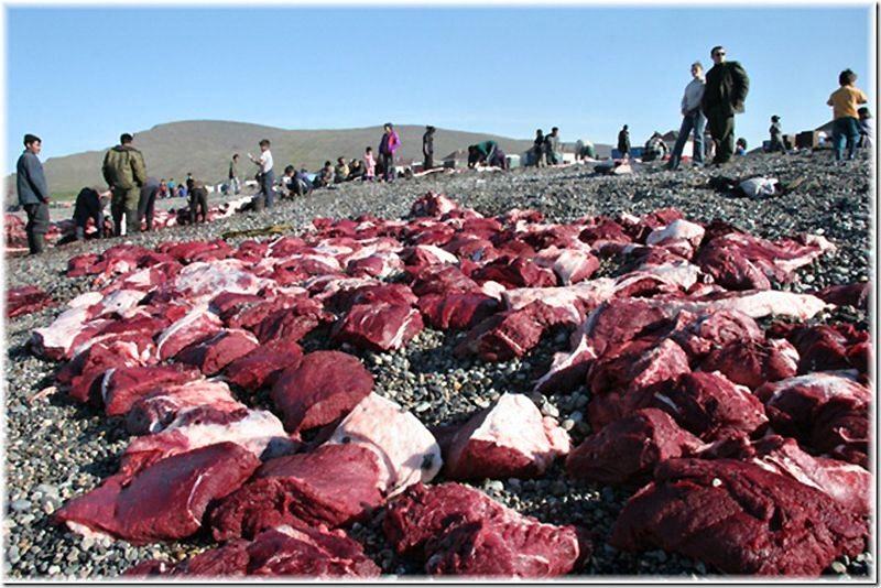 Obrázek Chukchi meat