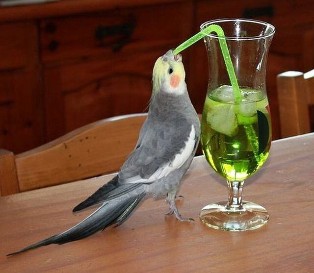 Obrázek Cockatiel drinks a cocktail