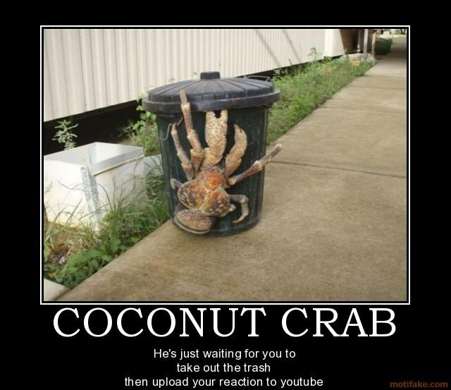 Obrázek Coconut crab reaction