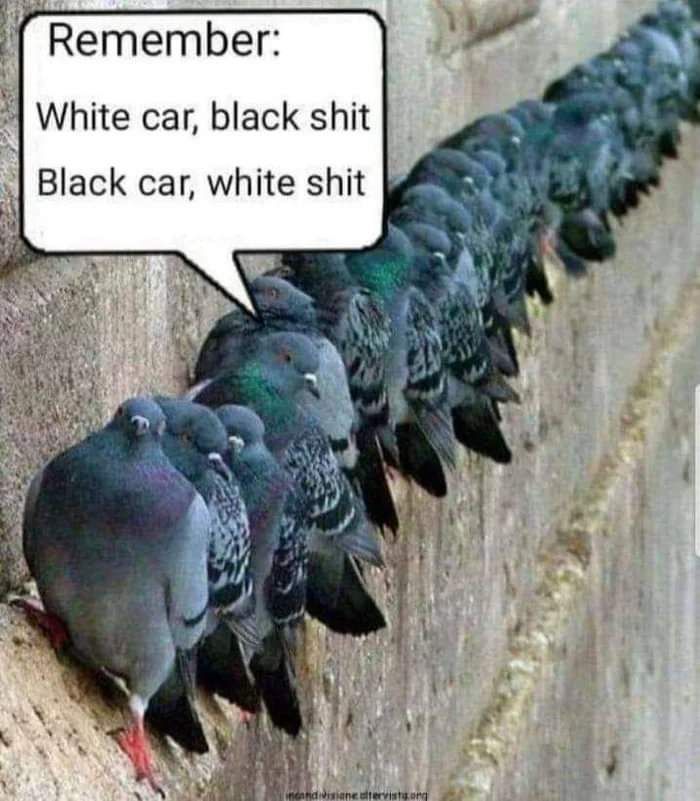 Obrázek Color coordinated pigeons