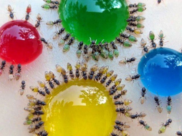 Obrázek Colour ants