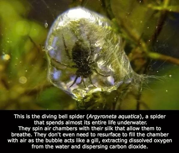 Obrázek Cool Underwater Spider