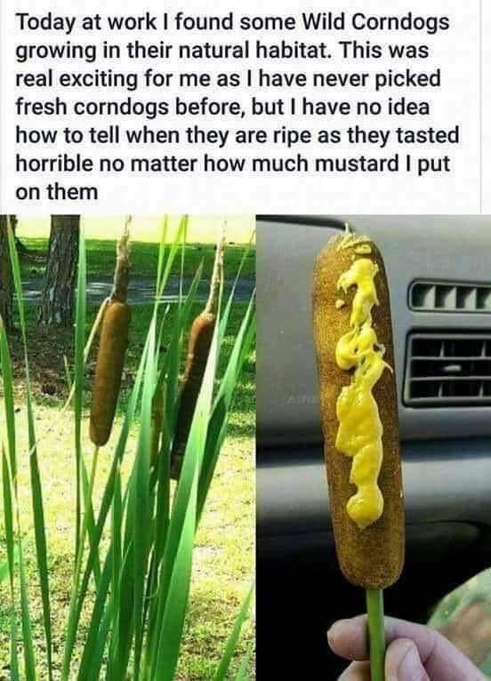 Obrázek CornDog