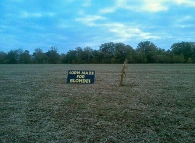 Obrázek Corn maze