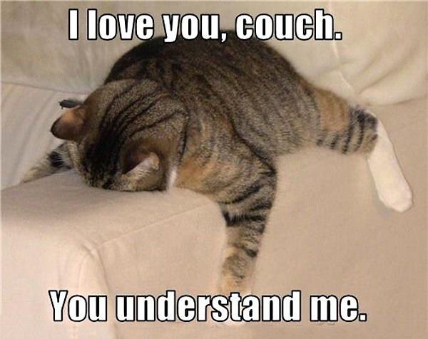 Obrázek Couch Cat