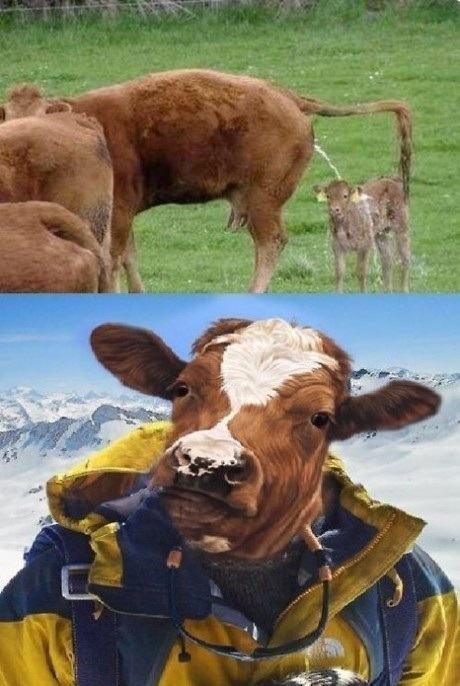 Obrázek Cow Grylls