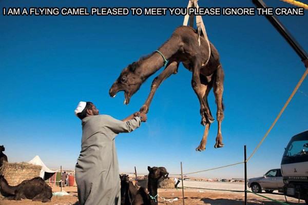 Obrázek Crane camel