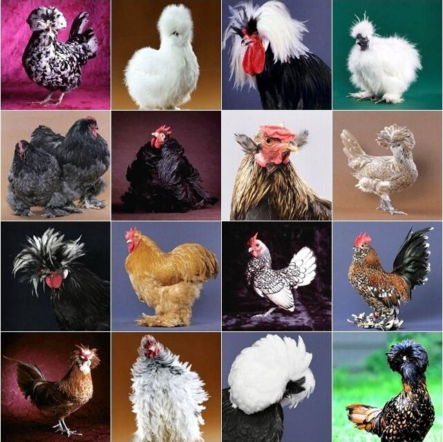 Obrázek Crazy Looking Chickens