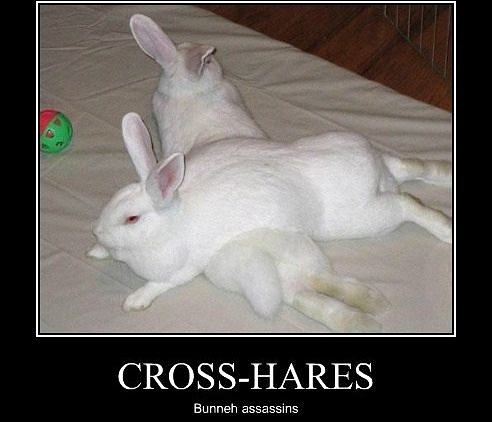 Obrázek Cross-Hares - 29-04-2012