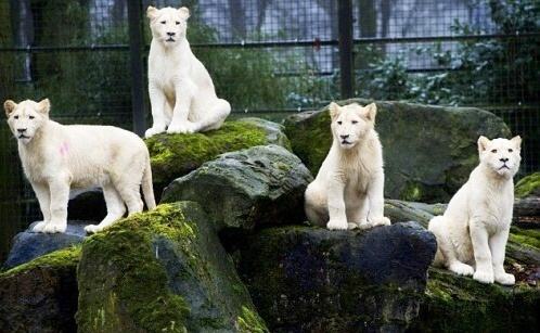 Obrázek Cute-White-Lions