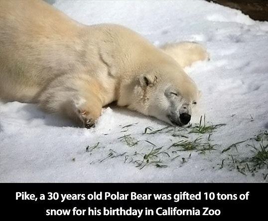 Obrázek Cute-sleeping-polar-bear