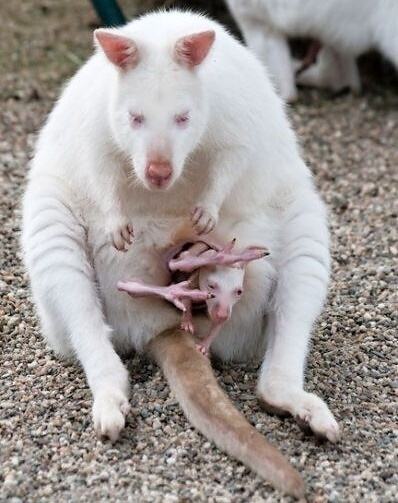 Obrázek Cute Albino Kangaroo