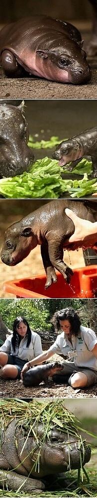 Obrázek Cute Baby Pygmy Hippo