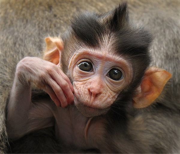 Obrázek Cute monkey 31-12-2011