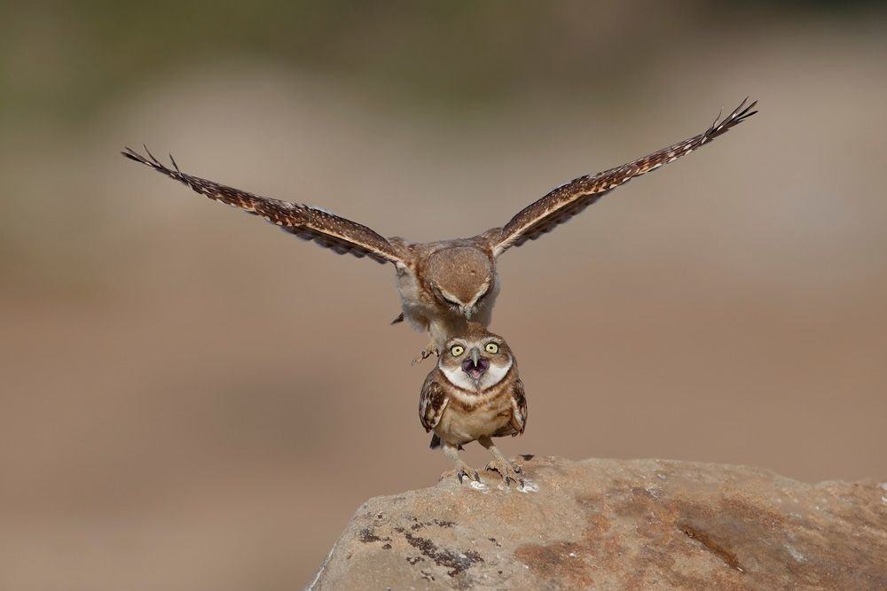 Obrázek Dafuq owl