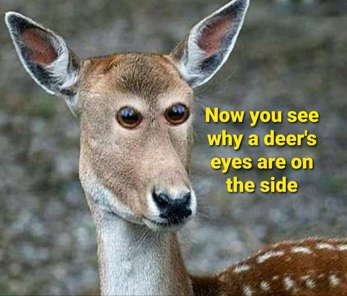 Obrázek Deers looking at you kid