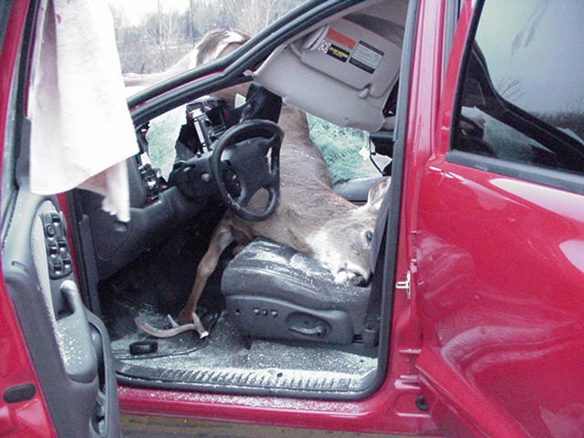 Obrázek DeervsDurango3