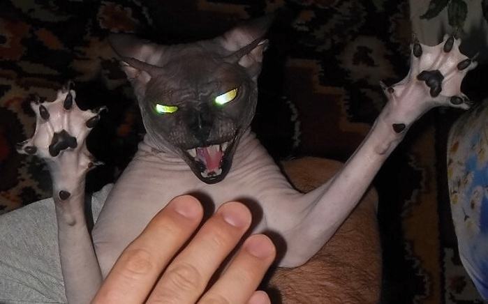 Obrázek Devilcat  