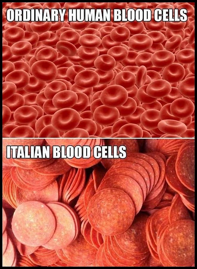 Obrázek Different Human Blood Cells