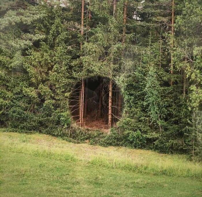 Obrázek Dira v lese