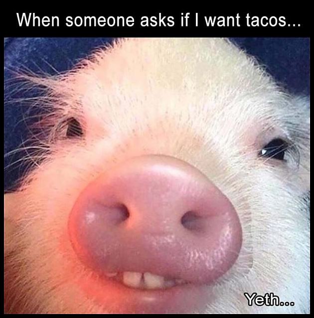 Obrázek Do You Want Tacos