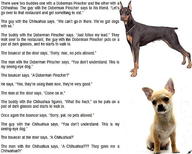 Obrázek Doberman vs Chihuahua