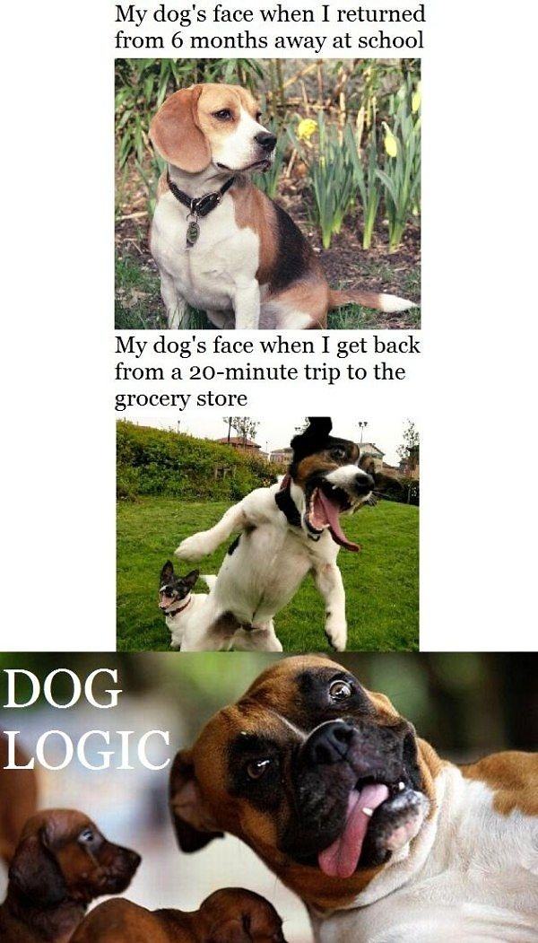 Obrázek Dog Logic