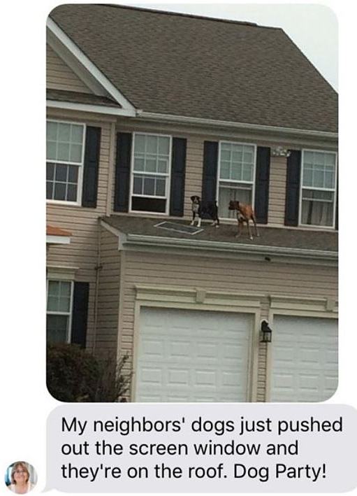 Obrázek Dog Party On The Roof