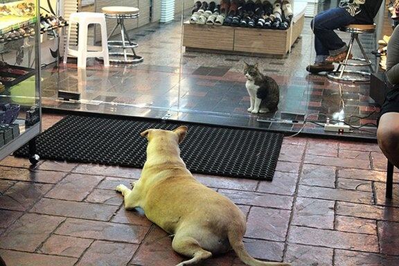 Obrázek Dog and Cat Glass Door Standoff
