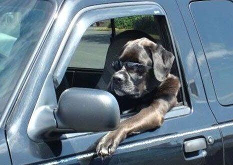 Obrázek Dog drive