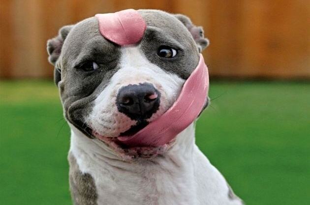 Obrázek Dog long tongue
