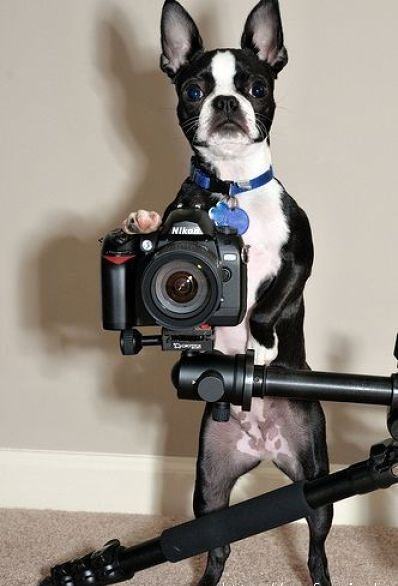 Obrázek Dog photographer 
