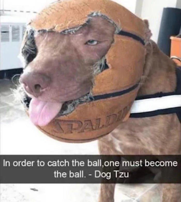 Obrázek Dog tzu