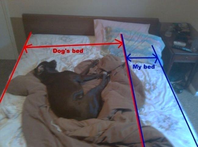 Obrázek Dog vs my