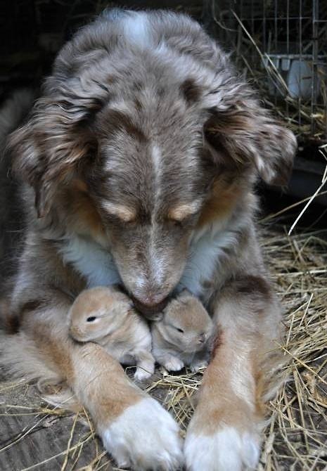 Obrázek Dog with bunnies 19-12-2011