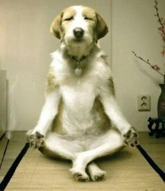Obrázek Dog yoga 19-03-2012