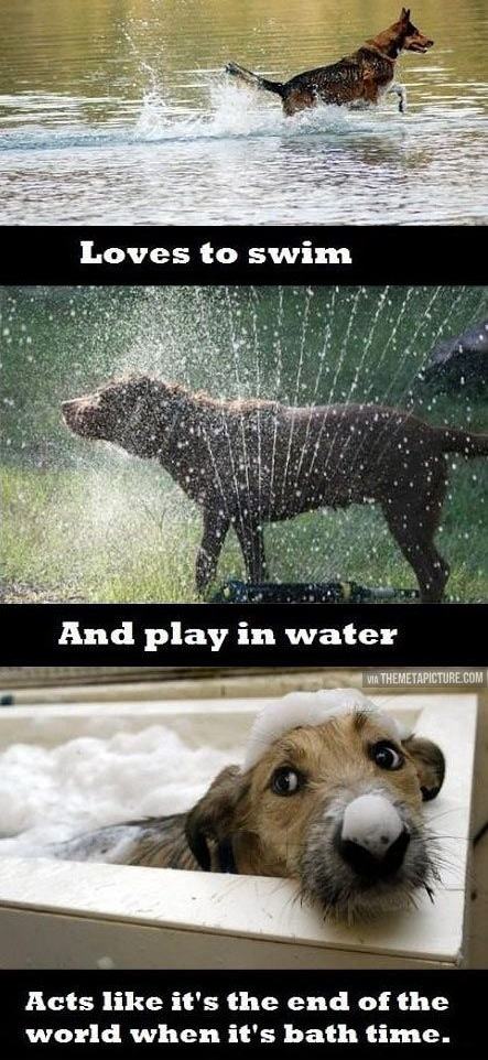 Obrázek Doga and water