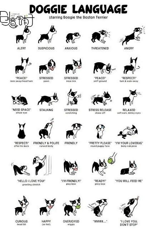 Obrázek Doggie language 18-12-2011