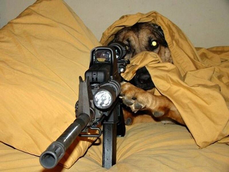 Obrázek Dogsniper