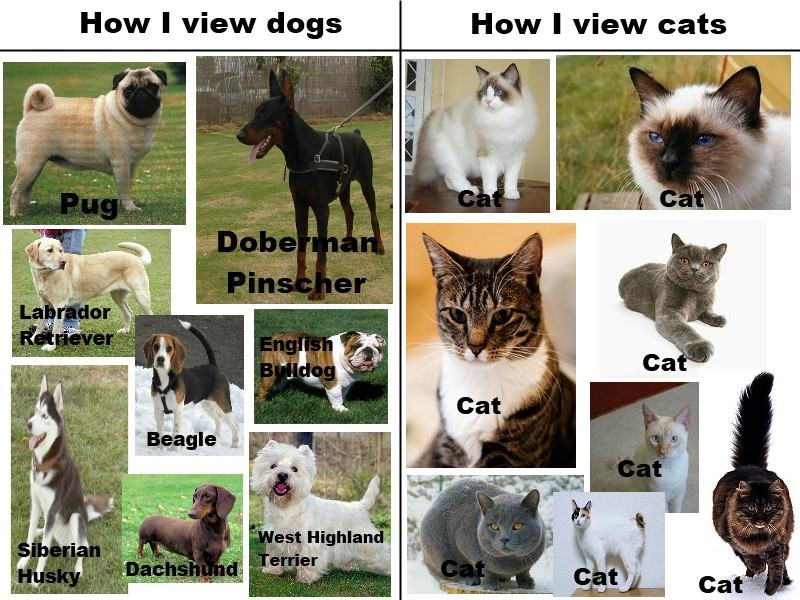 Obrázek Dogz vs Catz