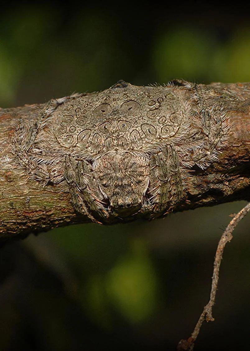 Obrázek Dolophones conifera