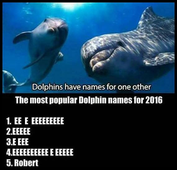 Obrázek DolphinNames